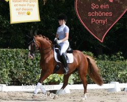 dressage horse That's Me 7 (German Riding Pony, 2010, from Top Gun I)