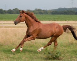 horse Fairmont 8 (Hanoverian, 2006, from Fürst Heinrich)