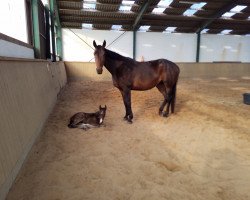 broodmare Dana (Hanoverian, 2009, from Davignon I)