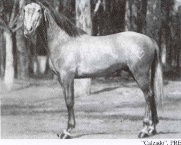 stallion Calzado (Pura Raza Espanola (PRE), 1942, from Capitan III)