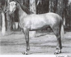 stallion Calzado (Pura Raza Espanola (PRE), 1942, from Capitan III)