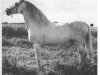 stallion Bilbaino III (Pura Raza Espanola (PRE), 1947, from Novato)
