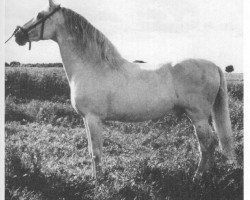 stallion Bilbaino III (Pura Raza Espanola (PRE), 1947, from Novato)