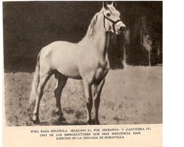 stallion Bilbaino II (Pura Raza Espanola (PRE), 1932, from Bilbaino)