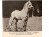 stallion Bilbaino II (Pura Raza Espanola (PRE), 1932, from Bilbaino)