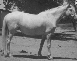 broodmare Balida (Pura Raza Espanola (PRE), 1938, from Destinado II)