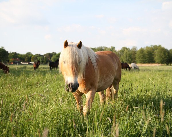 dressage horse Nilay (Haflinger, 2009, from Nicola)