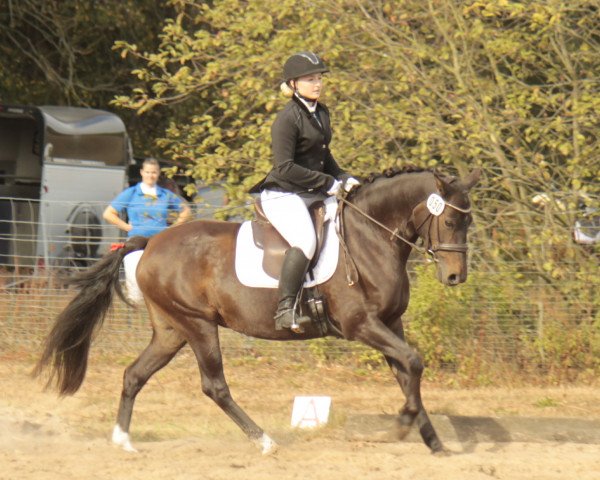 Pferd Kimi 17 (Deutsches Reitpony, 2006, von Kaiserwalzer)