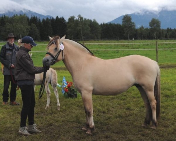 broodmare Mireille (Fjord Horse, 2006, from Rånn N.2659)