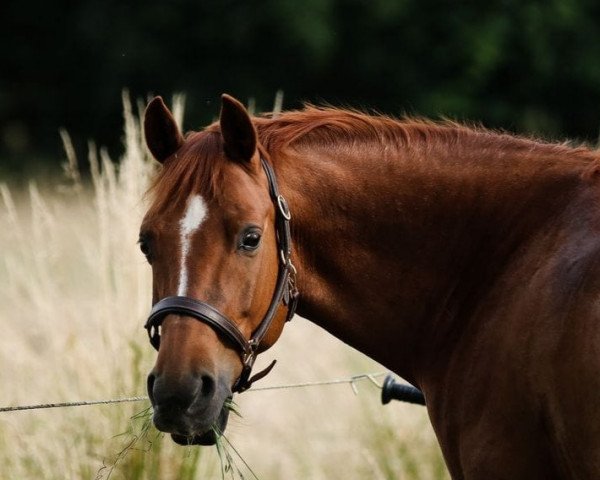 dressage horse Dinesh (German Riding Pony, 2010, from Destino R)
