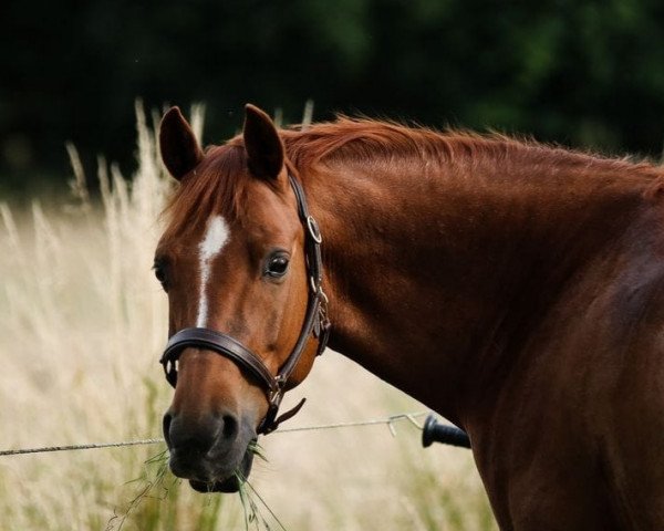 Dressurpferd Dinesh (Deutsches Reitpony, 2010, von Destino R)