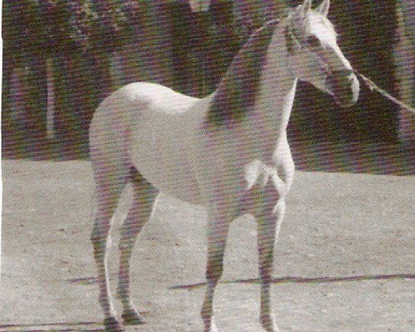 stallion Salinero III (Pura Raza Espanola (PRE), 1967, from Ambicioso)