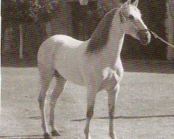 Deckhengst Salinero III (Pura Raza Espanola (PRE), 1967, von Ambicioso)