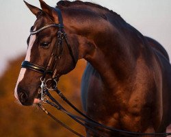 stallion Active Components Sir Nymphenburg II (Württemberger, 2007, from Sir Donnerhall I)