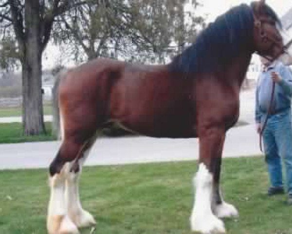 Pferd Mistyland Royale (Clydesdale, 2004, von Ellengowan Sensational Randy)