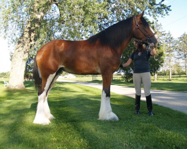 Zuchtstute Camelot Christiana (Clydesdale, 2009, von Mistyland Royale)