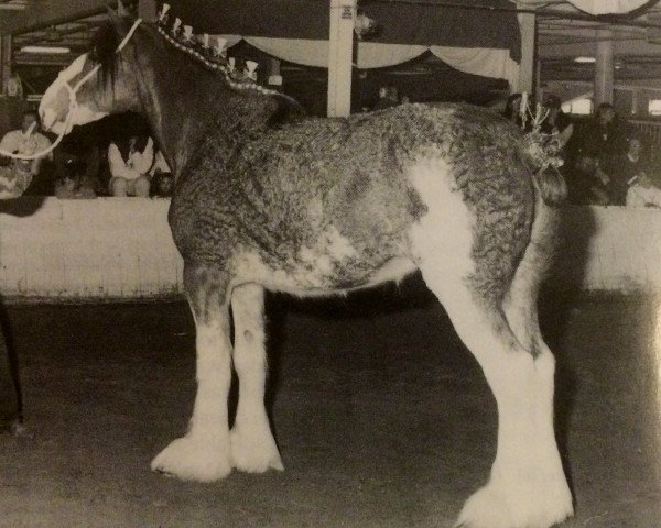 broodmare Camay 68197 (Clydesdale, 1991, from Greendykes Glacier)