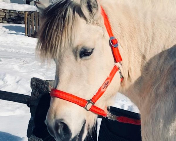 horse Lisa (Fjord Horse, 2005, from Orkan)