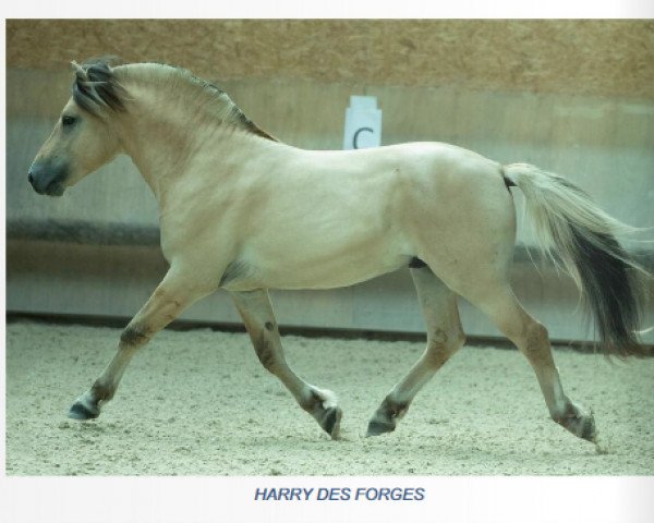 horse Harry des Forges (Fjord Horse, 2017, from Nick des Forges)