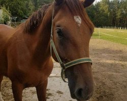 dressage horse Diamiro 11 (Hannoveraner, 2017, from Don Vino)