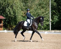 dressage horse Forward 3 (Oldenburg, 2006, from Florencio I)