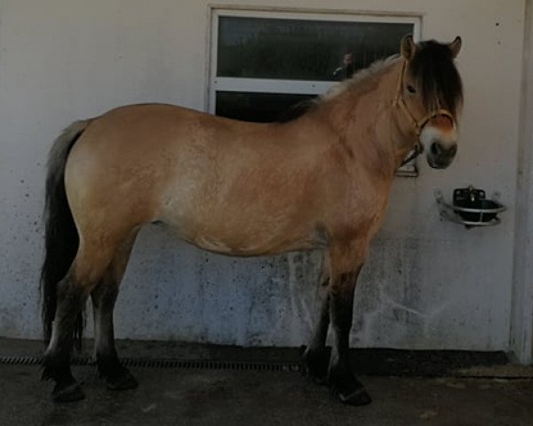 horse Kaira (Fjord Horse, 2012, from Erik)