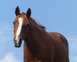 broodmare G-Desiree (German Riding Pony, 2002, from Desperado K)