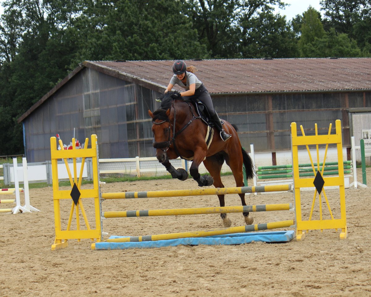 jumper Carl der Große (Oldenburg show jumper, 2014, from Conthargos)