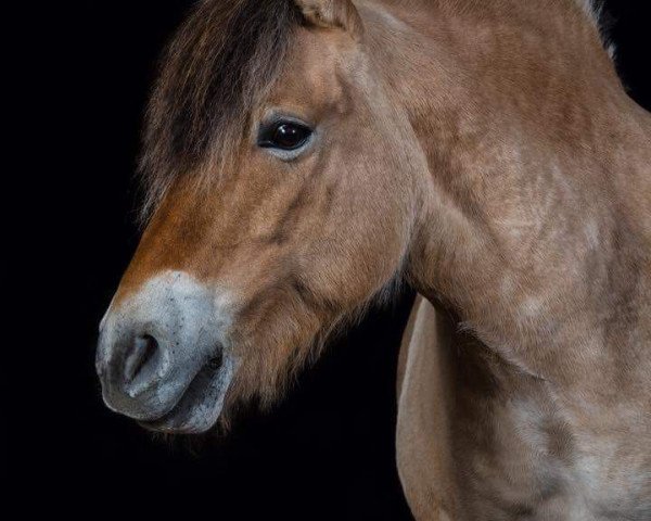 horse Hazel von Hartenberg (Fjord Horse, 1997, from Jöran)