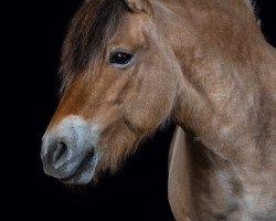 horse Hazel von Hartenberg (Fjord Horse, 1997, from Jöran)