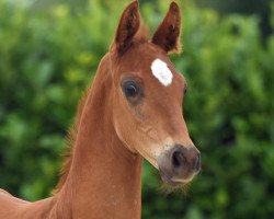 dressage horse Hengst von Eurovision 6 (Westphalian, 2020, from Eurovision 6)