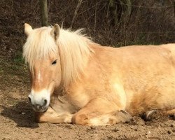 horse Massira (Fjord Horse, 2005, from Rånn N.2659)