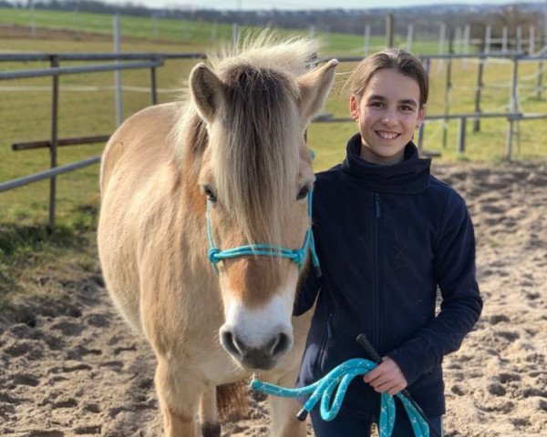 horse Hanja (Fjord Horse, 2013, from Kvest Halsnæs)