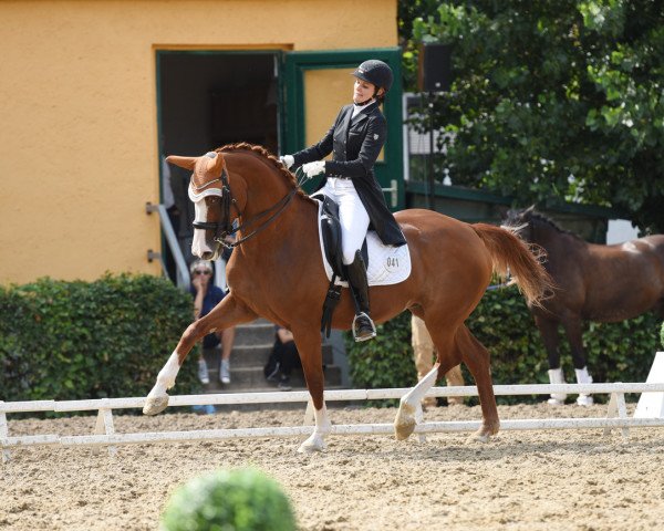 dressage horse Draga 13 (Oldenburg, 2007, from Sancisco)