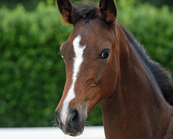 dressage horse Hengst von Rock Deluxe (Westphalian, 2020, from Rock Deluxe NRW)