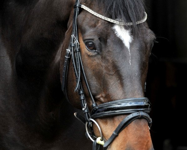 jumper Slaneyside Miller (Irish Sport Horse, 2010, from Stormhill Miller xx)