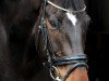 Springpferd Slaneyside Miller (Irish Sport Horse, 2010, von Stormhill Miller xx)