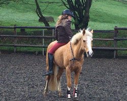 dressage horse Hazelberg's Sunshine (Nederlands Rijpaarden en Pony, 2008, from Ismar)