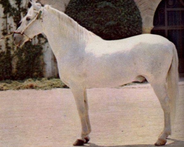 stallion Ganadero III (Pura Raza Espanola (PRE), 1955, from Descarado II)