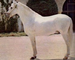 stallion Ganadero III (Pura Raza Espanola (PRE), 1955, from Descarado II)