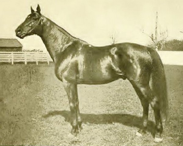 stallion Hastings xx (Thoroughbred, 1893, from Spendthrift xx)