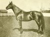 stallion Hastings xx (Thoroughbred, 1893, from Spendthrift xx)