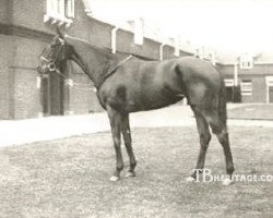 broodmare Merry Token xx (Thoroughbred, 1891, from Merry Hampton xx)