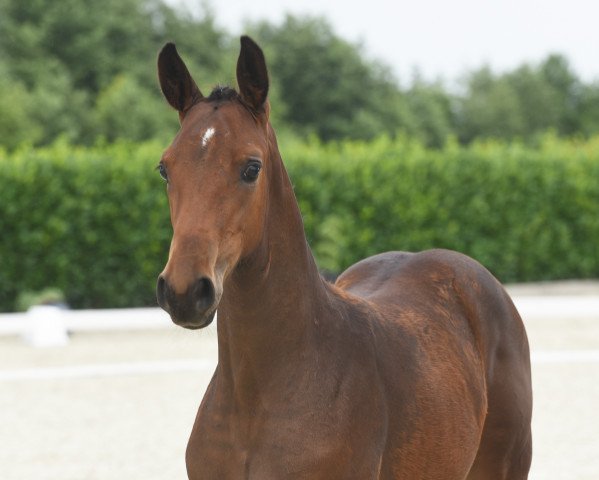 dressage horse Stute von Eurovision 6 (Westphalian, 2020, from Eurovision 6)