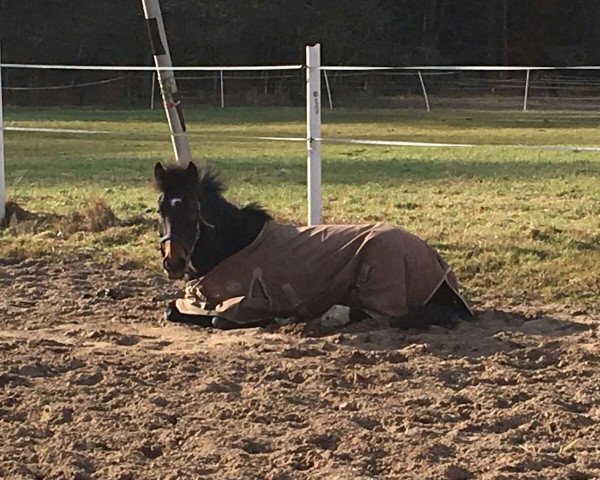 dressage horse Leo 616 (unknown, 2012)