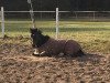 dressage horse Leo 616 (unknown, 2012)