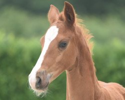 dressage horse Hengst von By your Side/Fürst Piccolo (Westphalian, 2020, from By your Side 3)