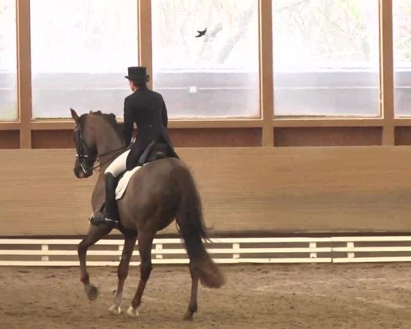 Reitturnier Großostheim 2016