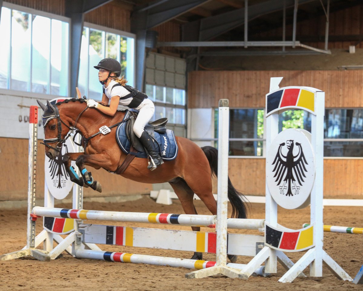 dressage horse Woody 158 (unknown, 2012)