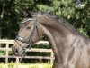 dressage horse Chin Chin G (Oldenburg, 2007, from Carry Gold)